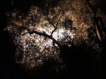 Low angle view of trees at night