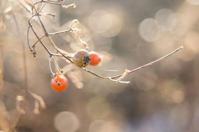 Close-up of red berries on branch