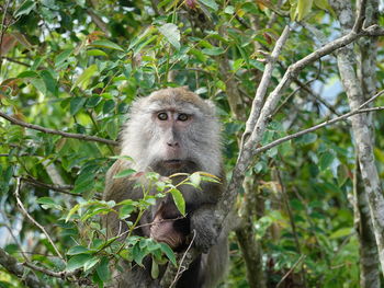 Low angle view of monkey