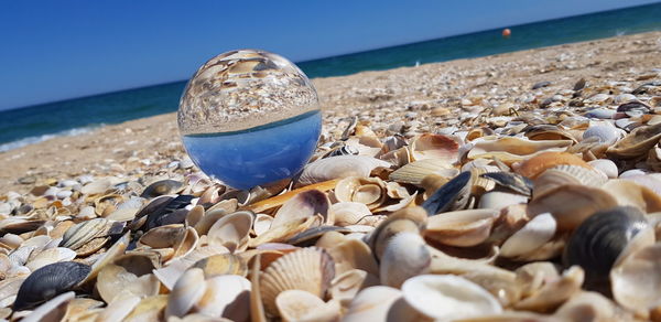 Close-up of shells on beach