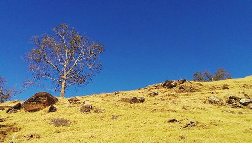 Scenic view of landscape against clear blue sky