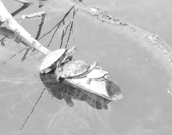 High angle view of turtle in water