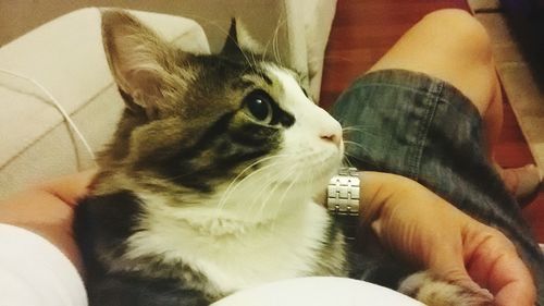 Close-up of cat