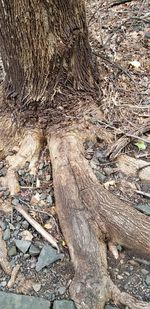 High angle view of tree trunk on field