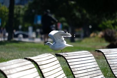 White bird perching on bench in park