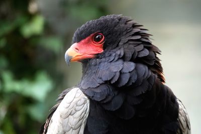 Close-up of a bird 