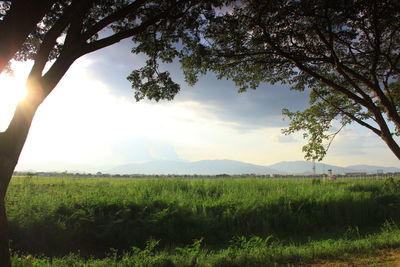 Scenic view of agricultural field against sky