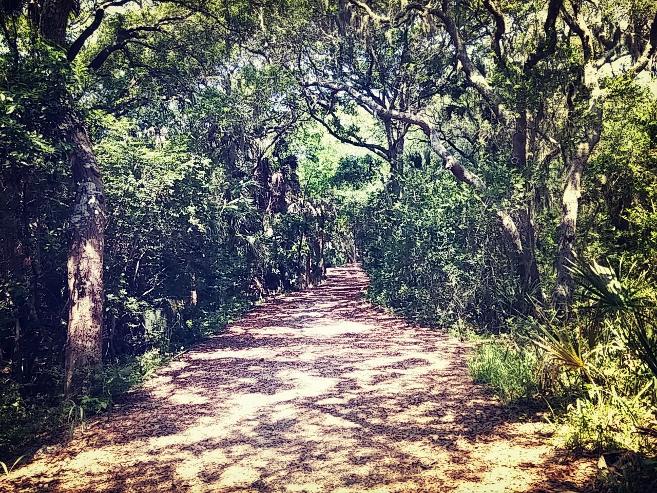 the way forward, tree, diminishing perspective, growth, footpath, vanishing point, tranquility, pathway, nature, narrow, walkway, dirt road, tranquil scene, forest, beauty in nature, branch, plant, sunlight, green color, outdoors