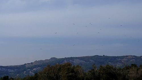 Flock of birds flying over mountains