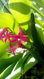 Close-up of flowers