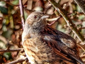 Close-up of an animal