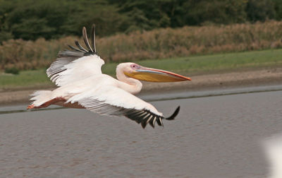 Bird flying over water