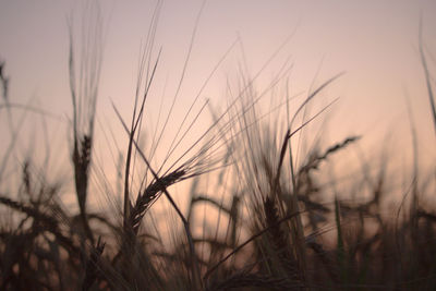 Close-up of stalks in field against sunset sky