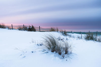 Close-up of snowy field