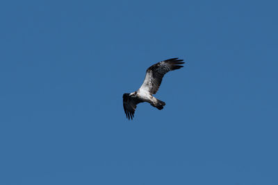 Low angle view of eagle flying against clear blue sky