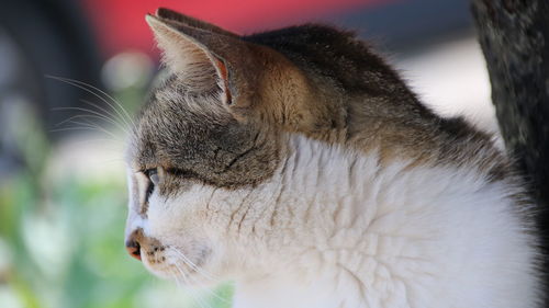 Close-up of cat looking away