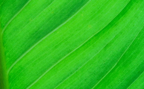 Full frame shot of green leaf