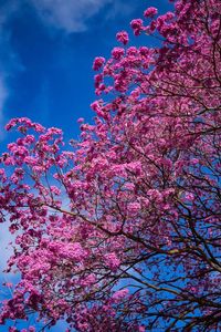 Low angle view of pink cherry blossoms in spring