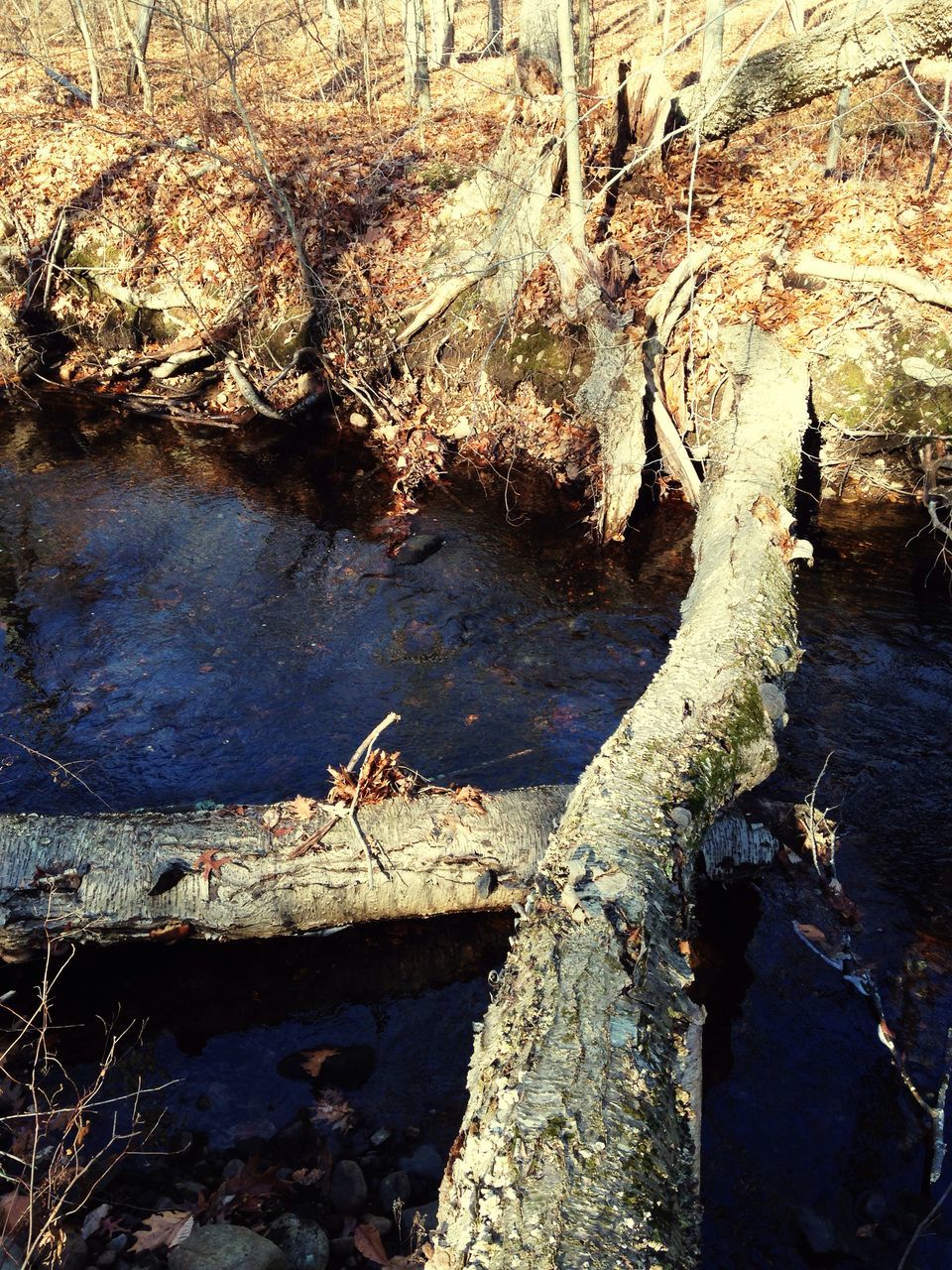 water, reflection, tree trunk, tree, nature, lake, tranquility, river, branch, high angle view, day, outdoors, growth, beauty in nature, tranquil scene, rock - object, bare tree, plant, puddle, standing water