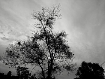 Low angle view of bare tree against sky