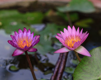 Close-up of pink water lily in pond