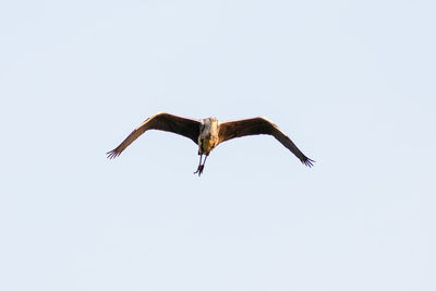 Low angle view of eagle flying in sky