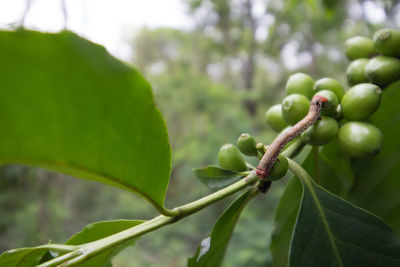 Close-up of coffee beans growing on plant