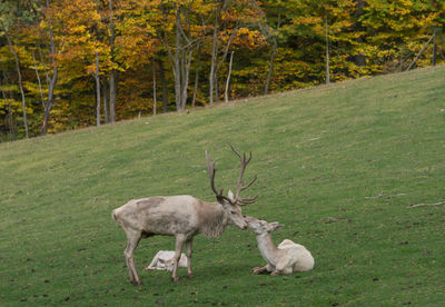 Deer in a field