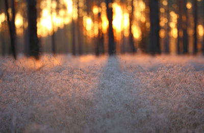 View of trees in forest during sunset