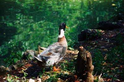 View of bird on rock in lake