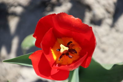 Close-up of red rose flower