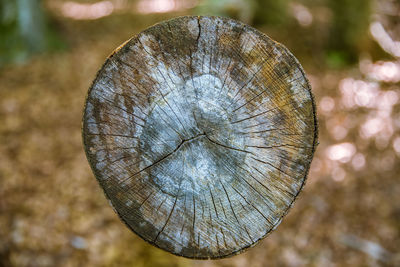 Cut tree trunk