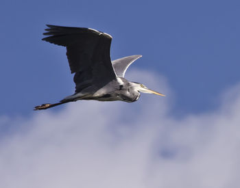 Low angle view of seagull flying