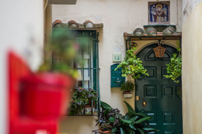 Close-up of potted plant on window of house