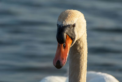 Mute swan's head illuminated by the sun, front view