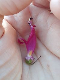 Midsection of woman holding pink flower