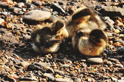 wildlife