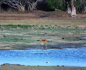 Scenic view of birds in water