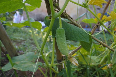 Close-up of insect on plant