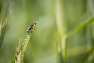 Close-up of insect on plant