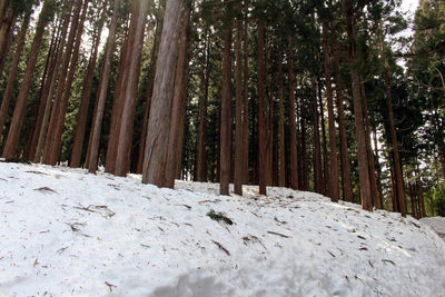 Scenic view of snow covered land trees in forest