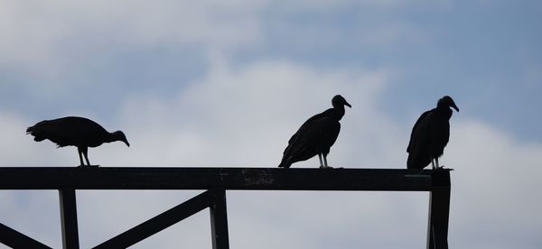 Low angle view of birds perching on the sky