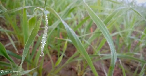 Close-up of wet grass on field