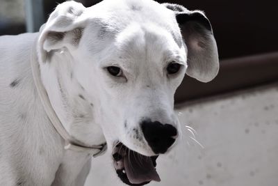 Close-up portrait of white dog