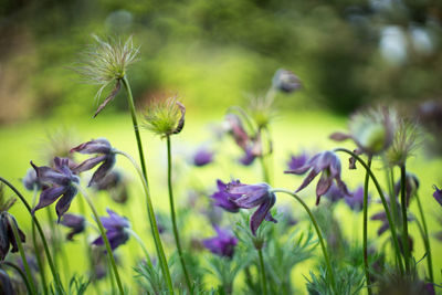 Close-up of flowers blooming outdoors