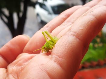 Close-up of hand holding small