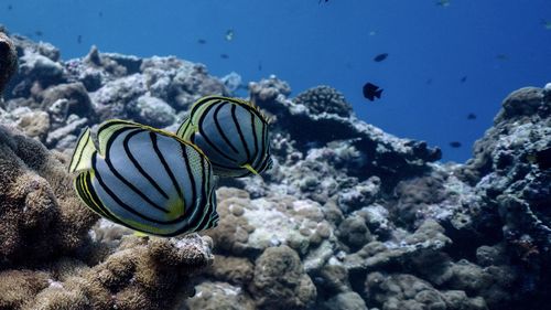 Fish swimming in sea