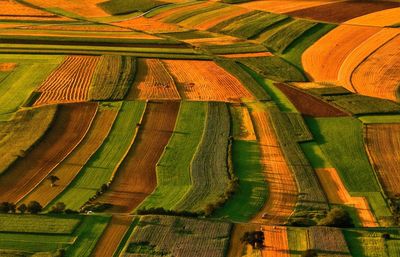 Full frame shot of agricultural landscape