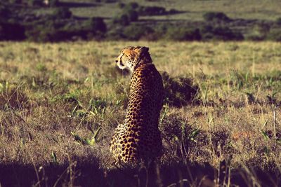 View of a cat on field