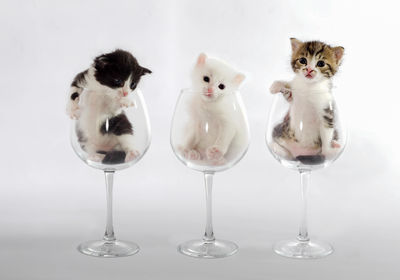 Close-up of dessert in glass on table